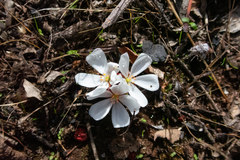 Drosera rosulata