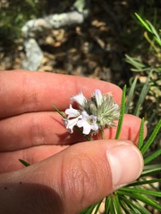 Eriodictyon capitatum