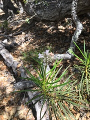 Eriodictyon capitatum