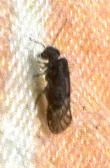 Philotarsidae