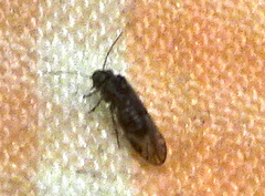 Philotarsidae