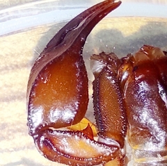 Euscorpius aquilejensis