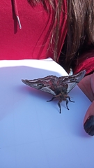 Polythysana cinerascens