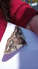 Polythysana cinerascens