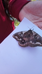 Polythysana cinerascens