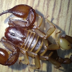 Euscorpius aquilejensis