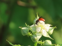 Sphecodes aroniae
