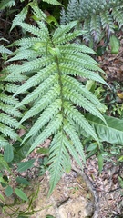 Woodwardia japonica