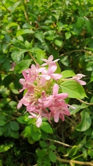 Graptophyllinae