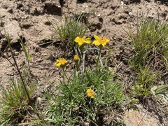 Erigeron linearis