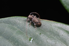 Prosoplus bankii