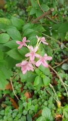 Ruspolia seticalyx
