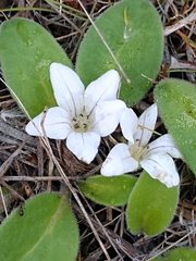 Hesperochiron pumilus