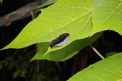 Tanaecia cocytus