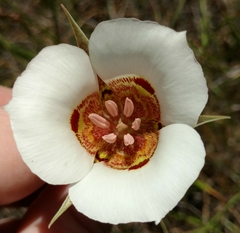 Calochortus vestae
