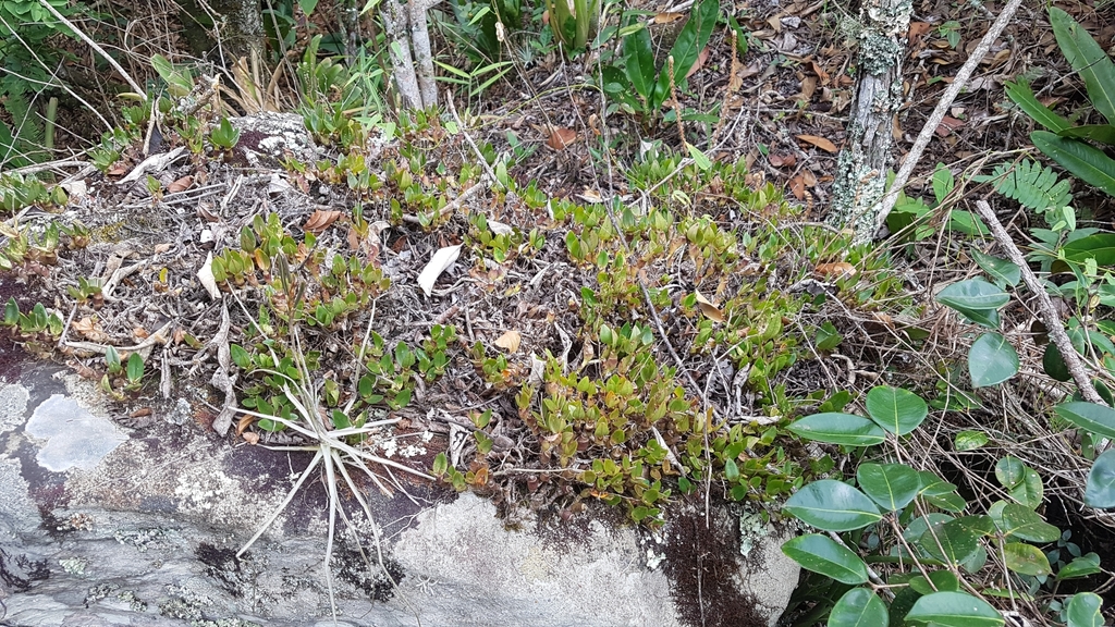 Epidendrum avicula Lindl. 4