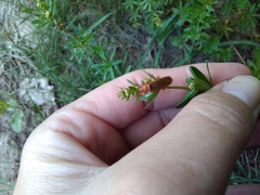 Cantharis rufa
