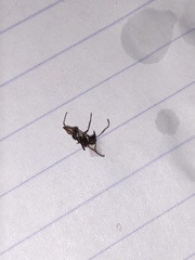 Ectatomma tuberculatum