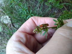 Cantharis rufa