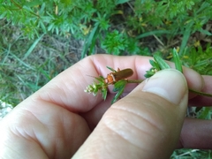 Cantharis rufa