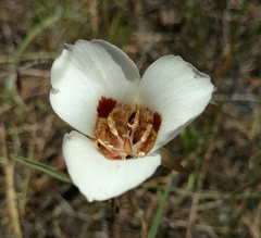 Calochortus vestae