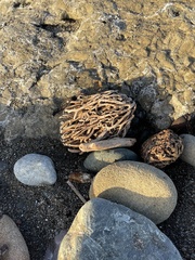 Macrocystis pyrifera