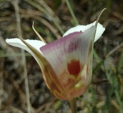 Calochortus vestae