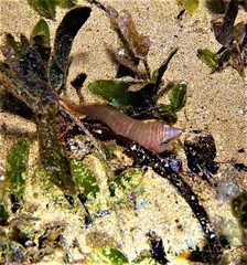 Aspasmogaster tasmaniensis