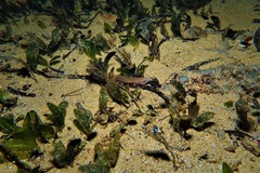 Aspasmogaster tasmaniensis