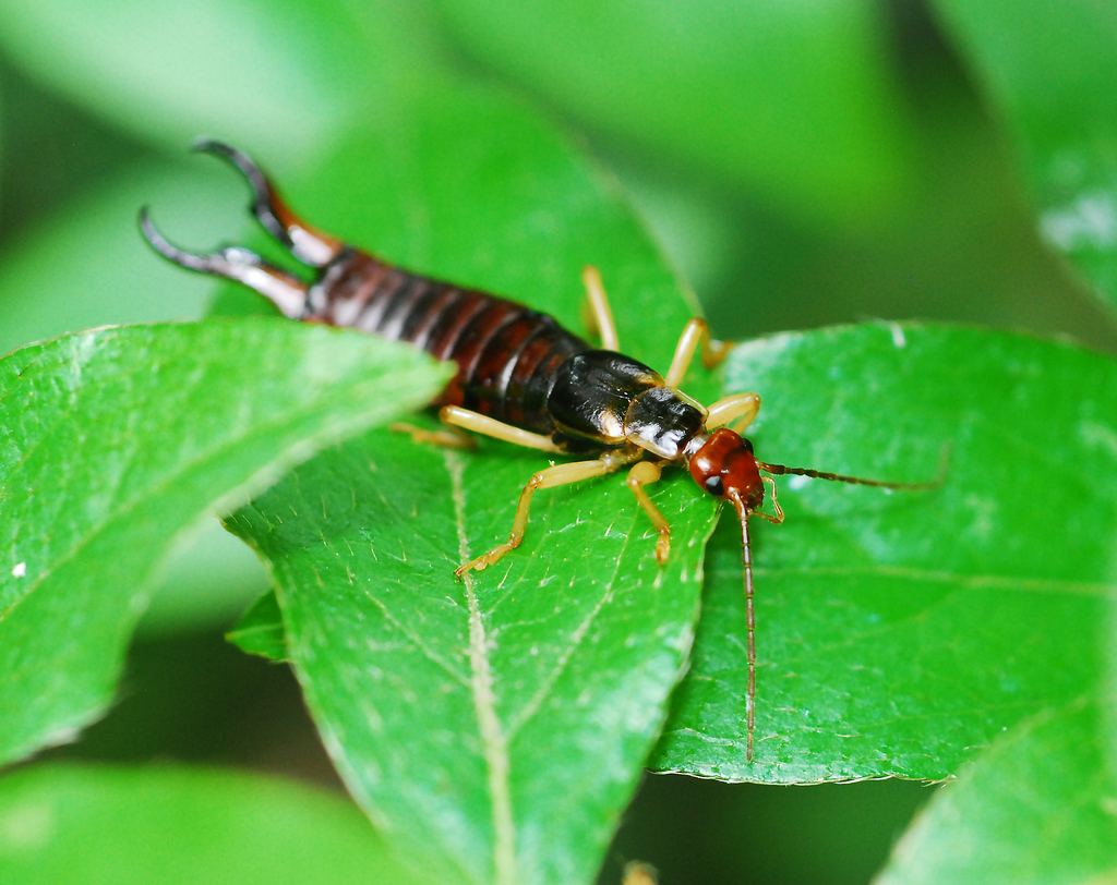 Scudder's Earwig