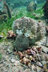 Brachaluteres jacksonianus