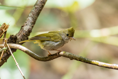 Erpornis zantholeuca tyrannulus