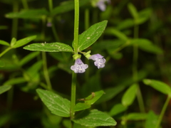 Scutellaria nervosa