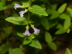 Scutellaria nervosa
