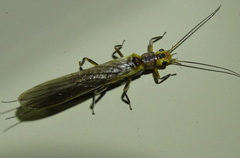 Acroneuriinae