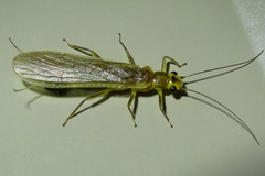 Acroneuriinae