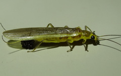 Acroneuriinae