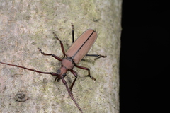 Aegolipton marginale