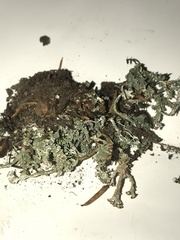 Cladonia macrophyllodes