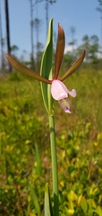 Cleistesiopsis