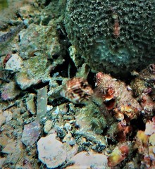 Brachaluteres jacksonianus