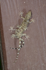 Gekko chinensis