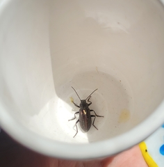 Tarpela micans