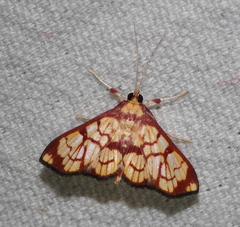 Chalcidoptera emissalis