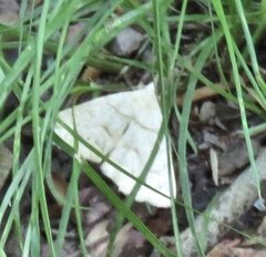 Chytolita morbidalis