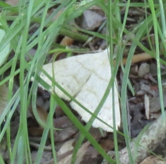 Chytolita morbidalis