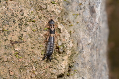 Pygidicranidae