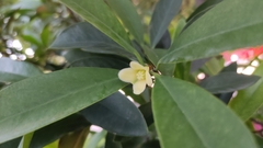 Garcinia oblongifolia