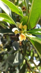 Garcinia oblongifolia