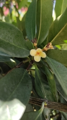 Garcinia oblongifolia